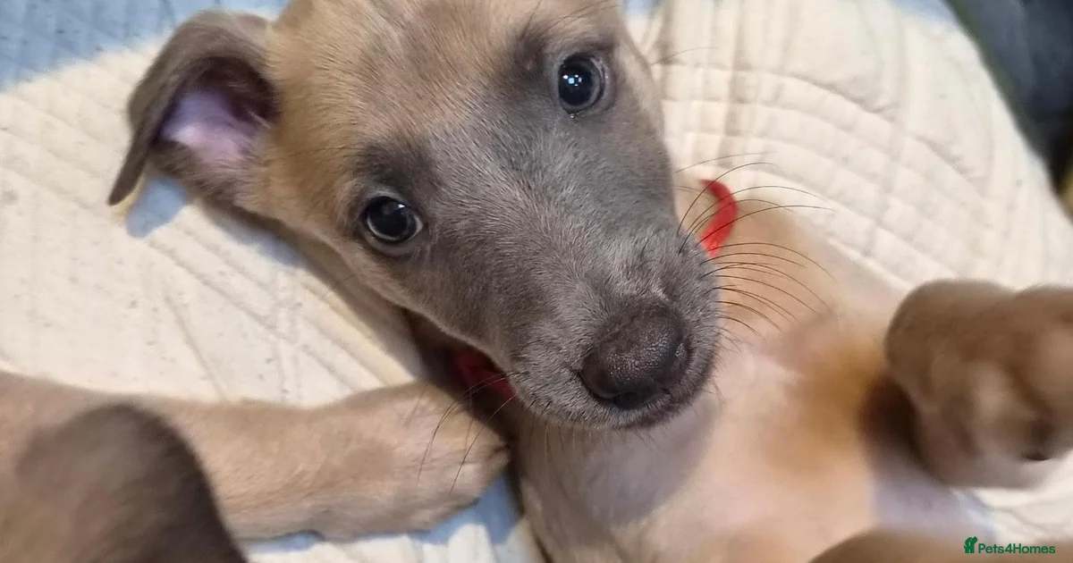 Fuff Boiy Fluffy dog Puppies for sale | Pets4Homes