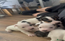 Jack Russell dogs for sale: jack Russell puppies for sell  - Image 3