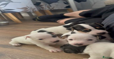 Jack Russell dogs - Advert 11