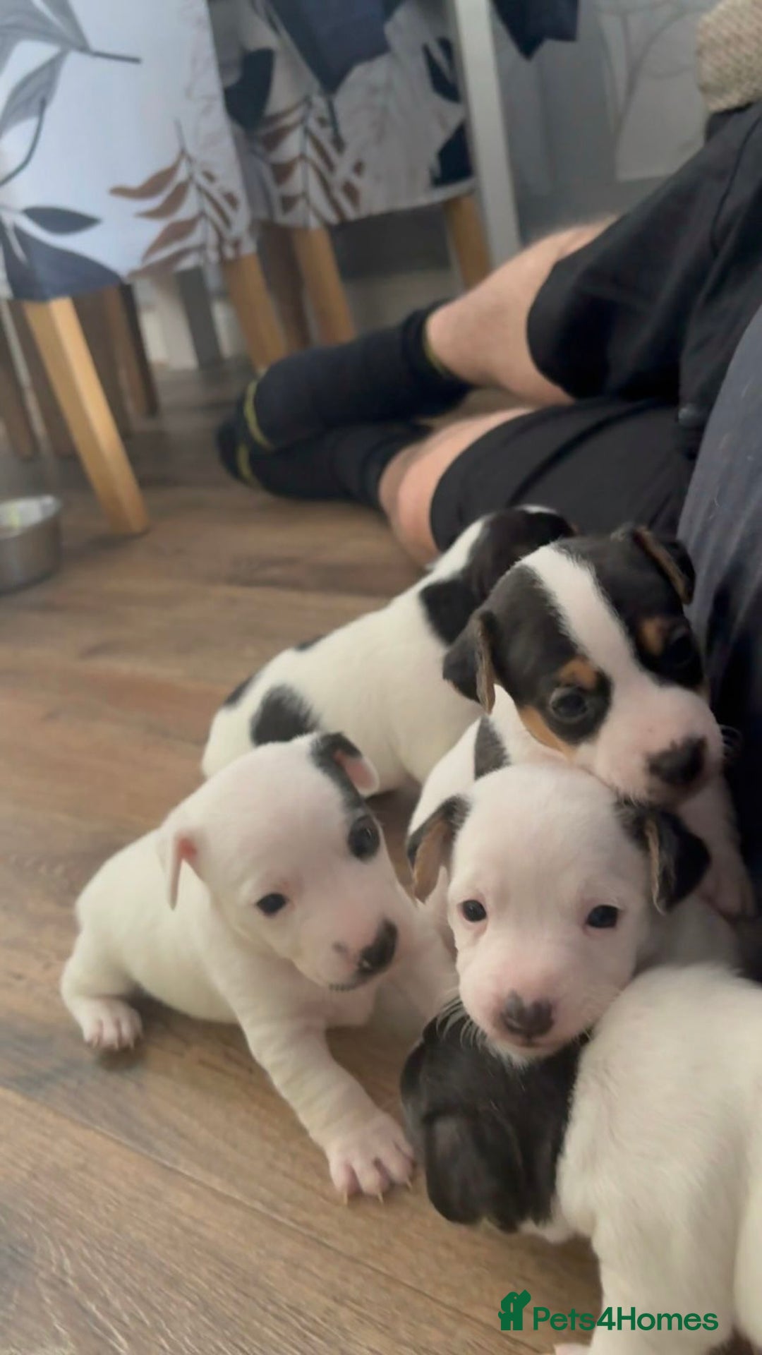 Jack Russell dogs for sale: jack Russell puppies for sell  - Image 3