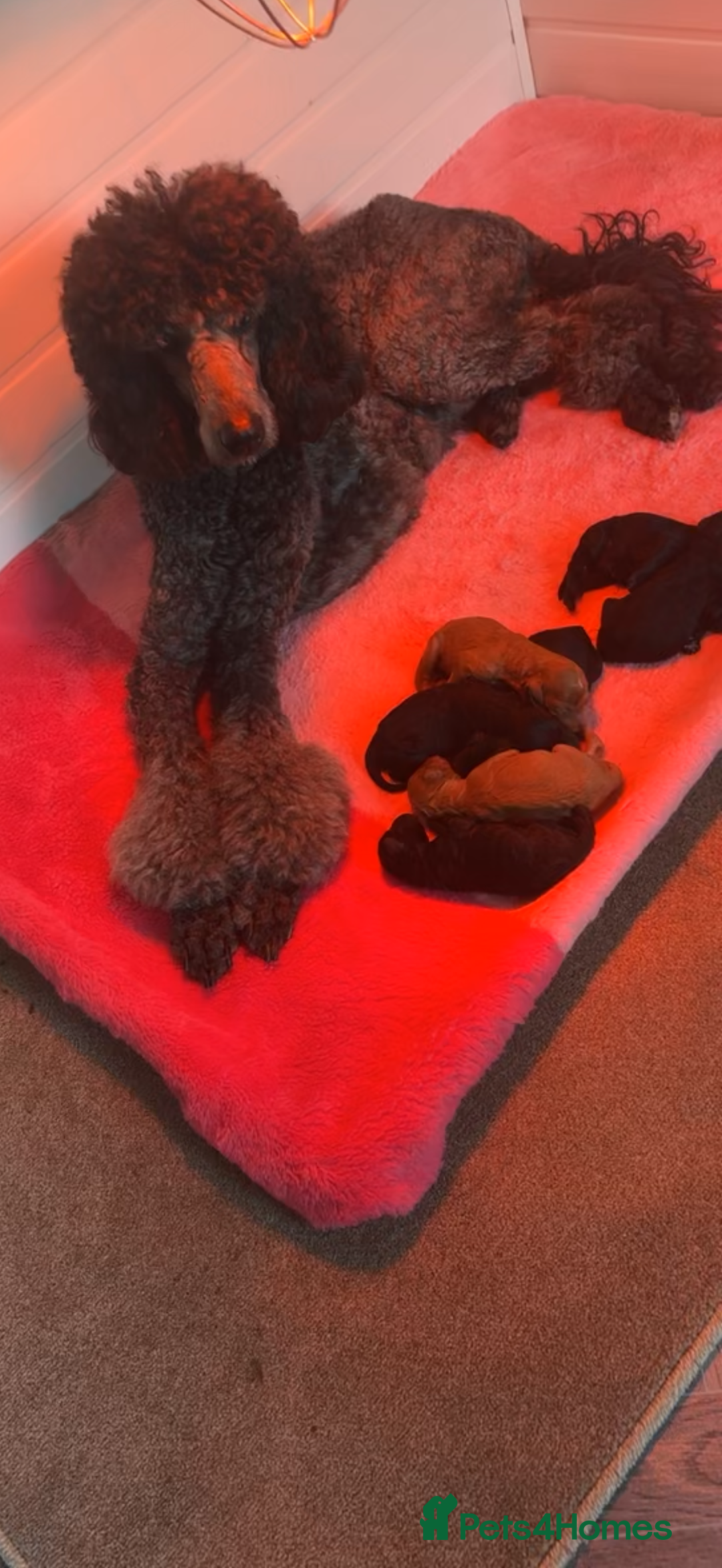 Standard Poodle dogs for sale: KC Registered standard poodle puppies  - Advert 14