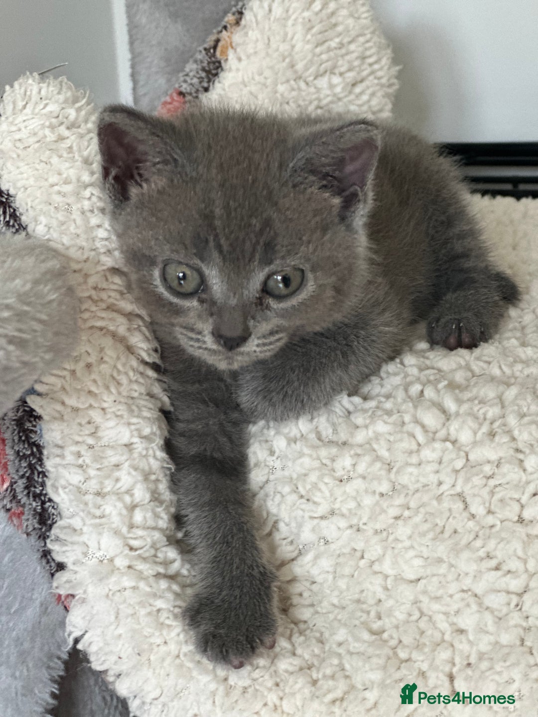 British Shorthair cats for sale: 🐾 Adorable British Shorthair Blue Kittens 🐾 - Image 6