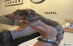 Dachshund dogs for sale: Beautiful litter of Dachshund puppies  - Image 4