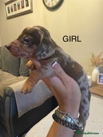 Dachshund dogs - Advert 13