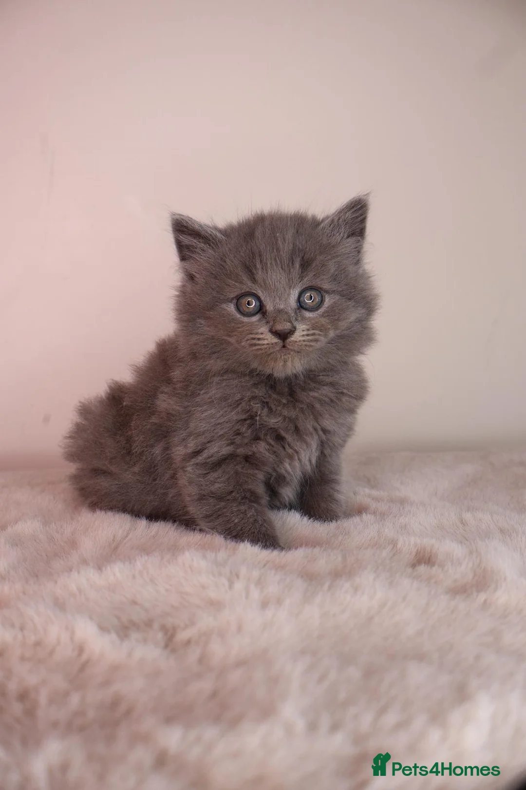 British Longhair cats for sale: British long hair kitten - Advert 2