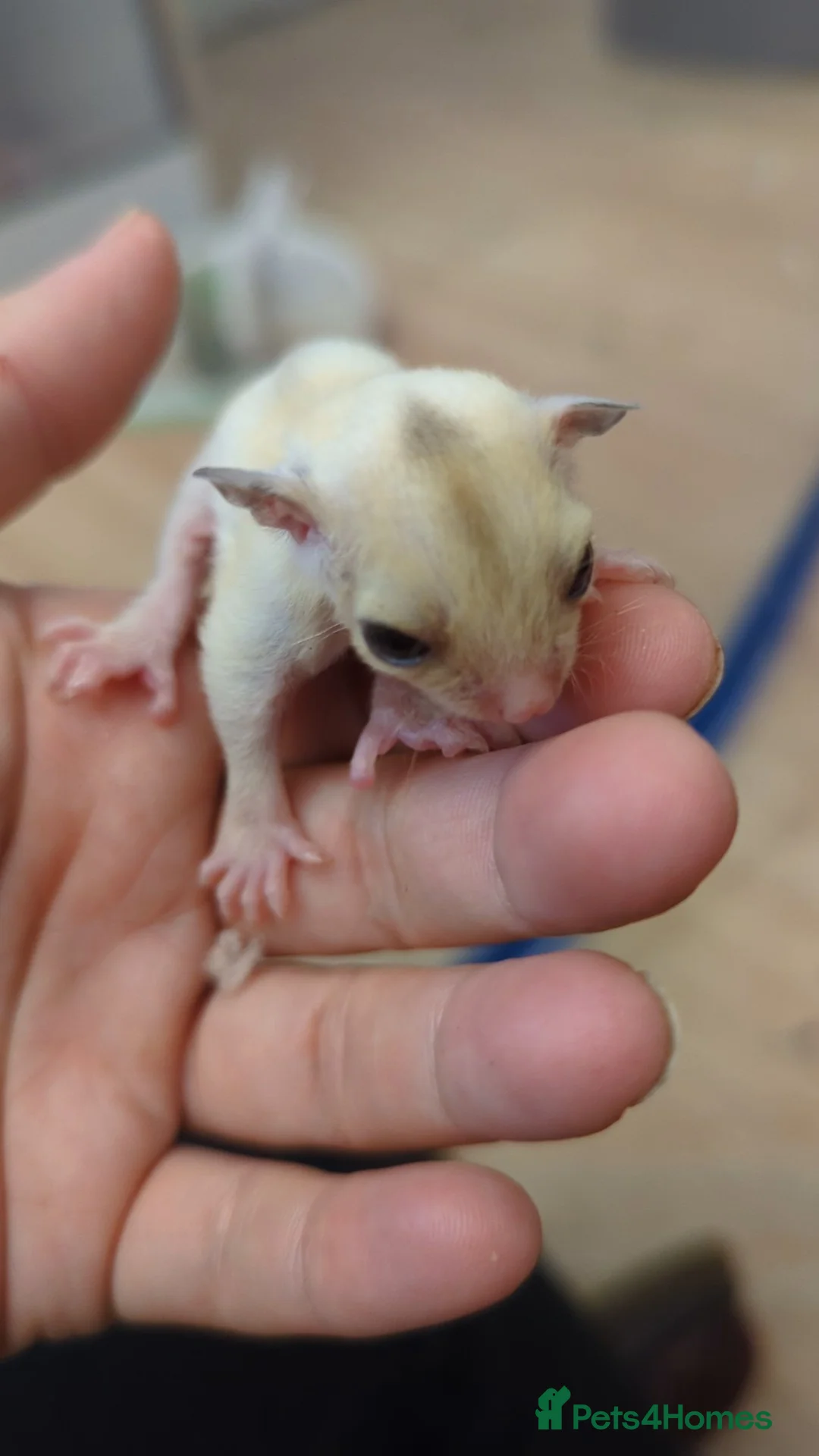 Mouse rodents for sale: Sugar Gliders. SOLD BUT MORE AVAILABLE SOON - Advert 6