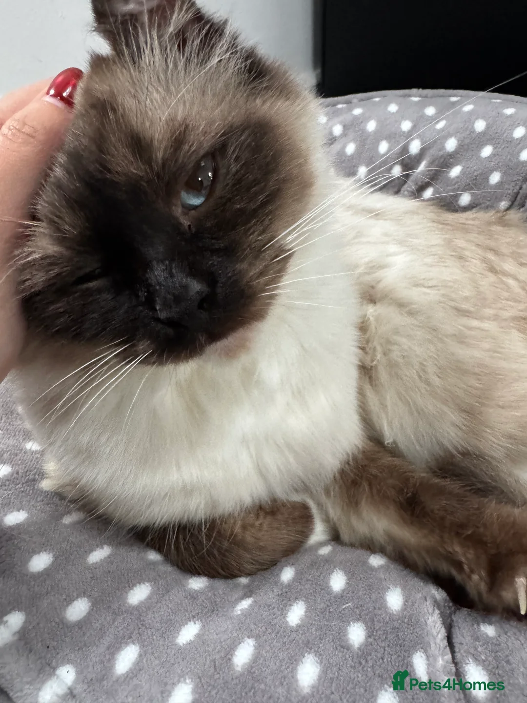 Ragdoll cats for sale: Very Affectionate Lap Cat for Adoption - Advert 3