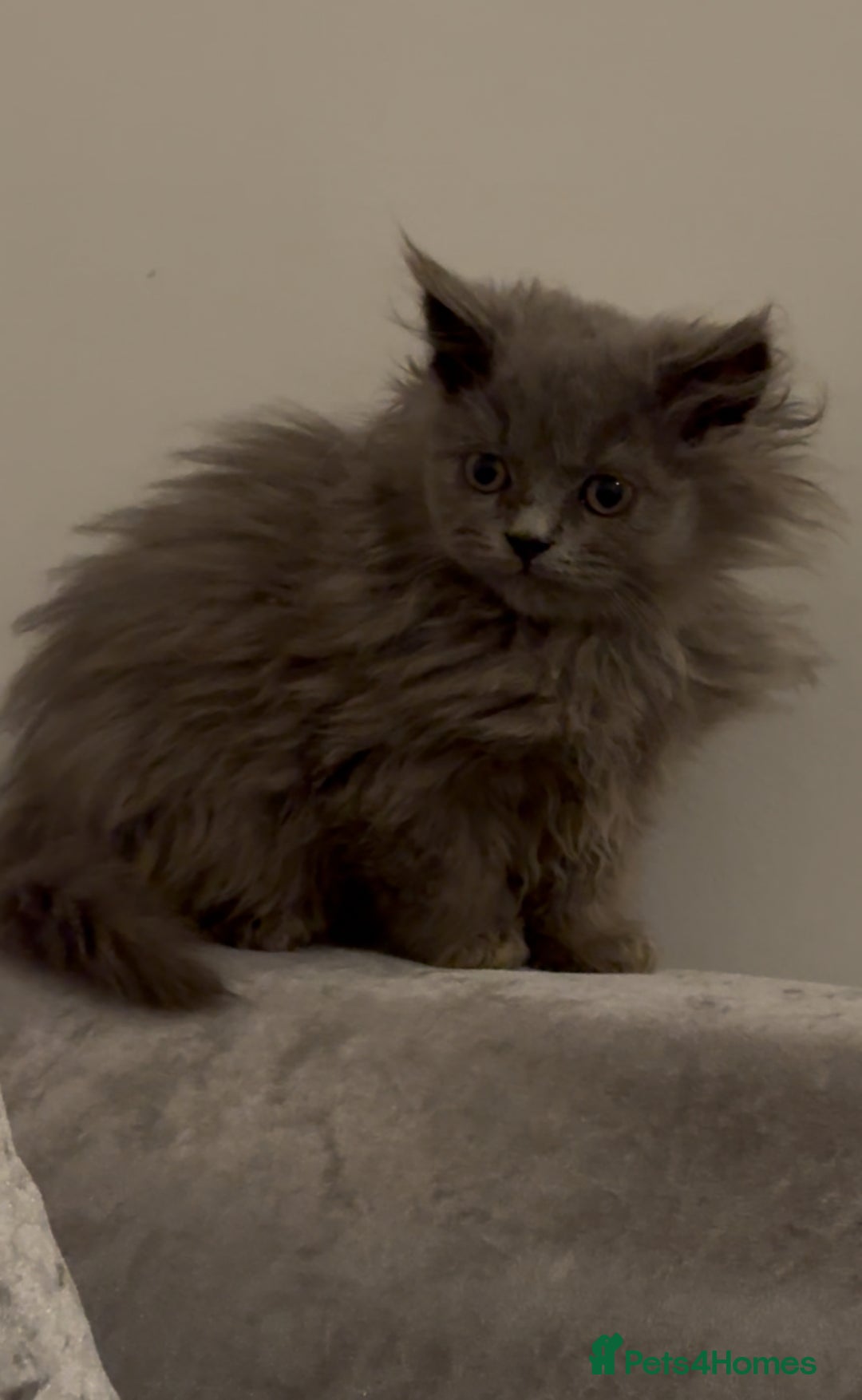 British Longhair cats for sale: Adorable British Longhair Kittens Ready Now! - Advert 16