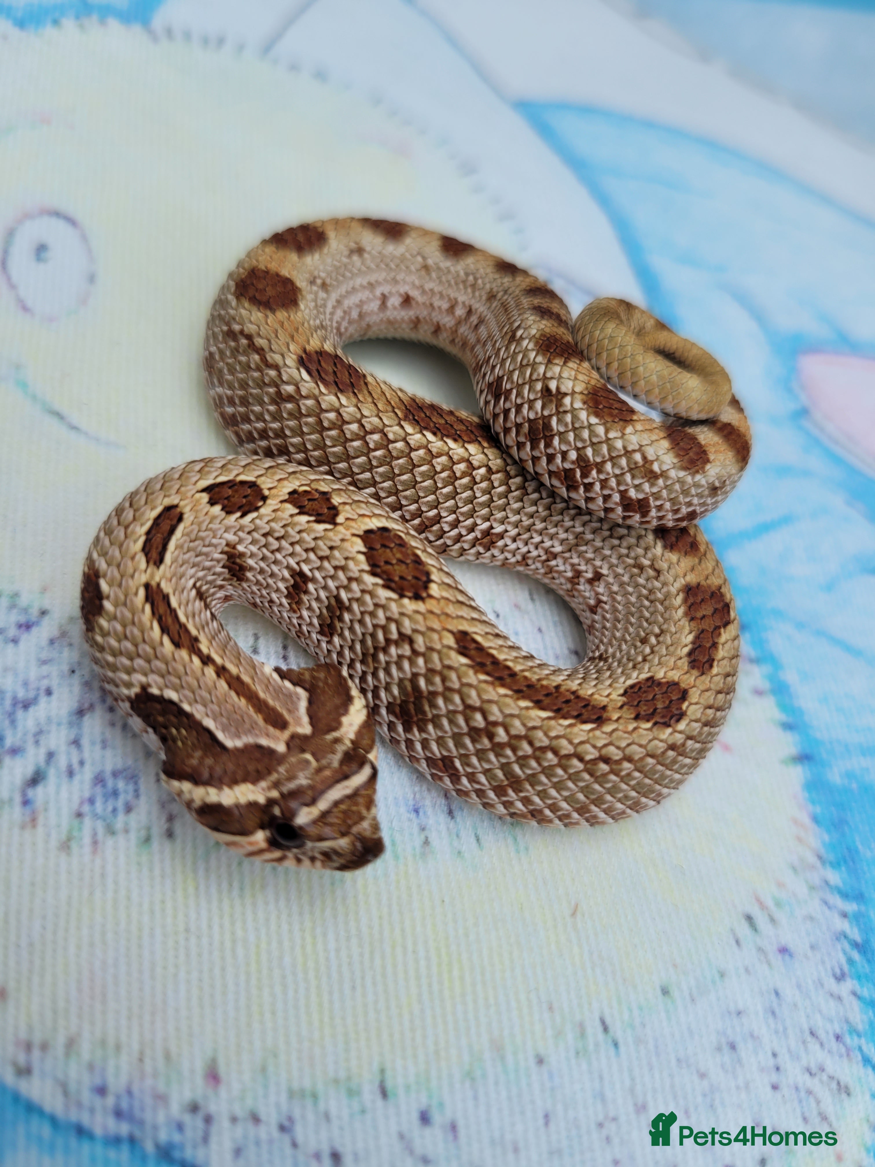 Snake reptiles  Western hognose snakes ready for homes from £120 - Advert 1