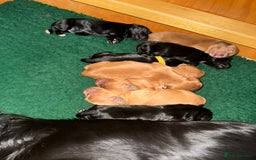 Cocker Spaniel dogs for stud: Gunner, KC Registered, Fully Health Tested WCS in Bury Saint Edmunds - Image 3