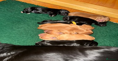 Cocker Spaniel dogs in Bury Saint Edmunds - Advert 3