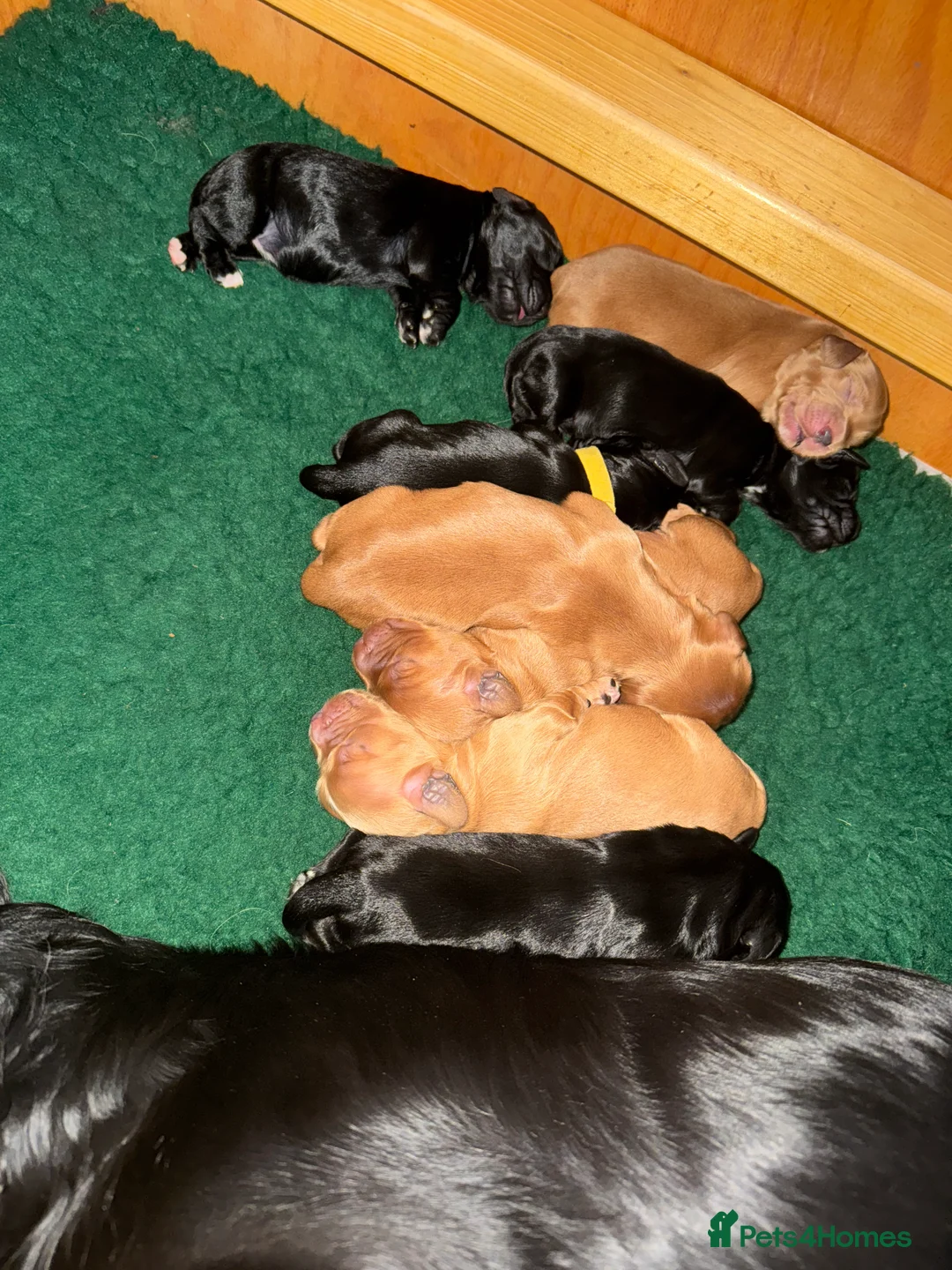 Cocker Spaniel dogs for stud: Gunner, KC Registered, Fully Health Tested WCS in Bury Saint Edmunds - Advert 11