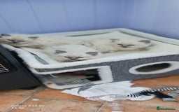 Ragdoll cats for sale: Beautiful Ragdoll Kittens - Image 2