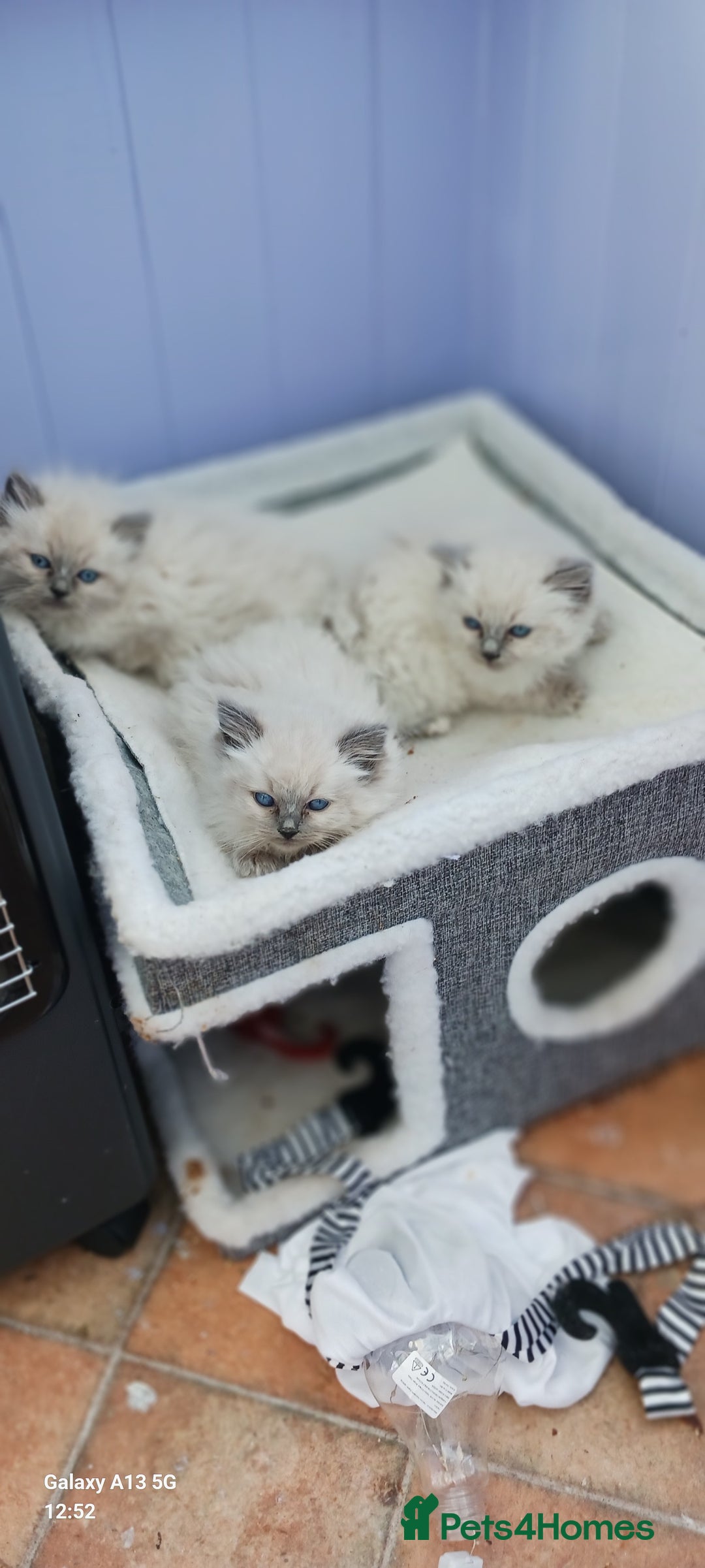 Ragdoll cats for sale: Beautiful Ragdoll Kittens - Image 2