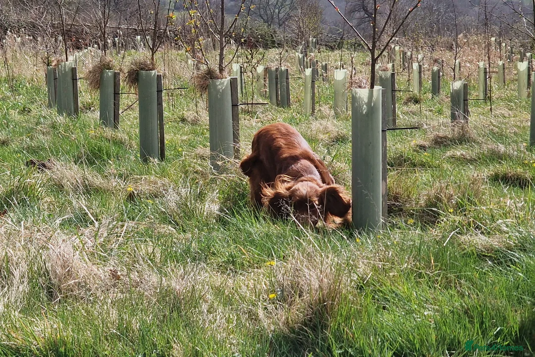 Cocker Spaniel dogs for stud: OFTW Breckmarsh Hugh Cocker Spaniel Stud - Red  in Kidderminster - Advert 4