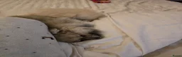 Pomeranian dogs for sale: Last little girl looking for her forever home in Basildon - Advert 8