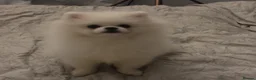 Pomeranian dogs for sale: Pomeranians  - Advert 4