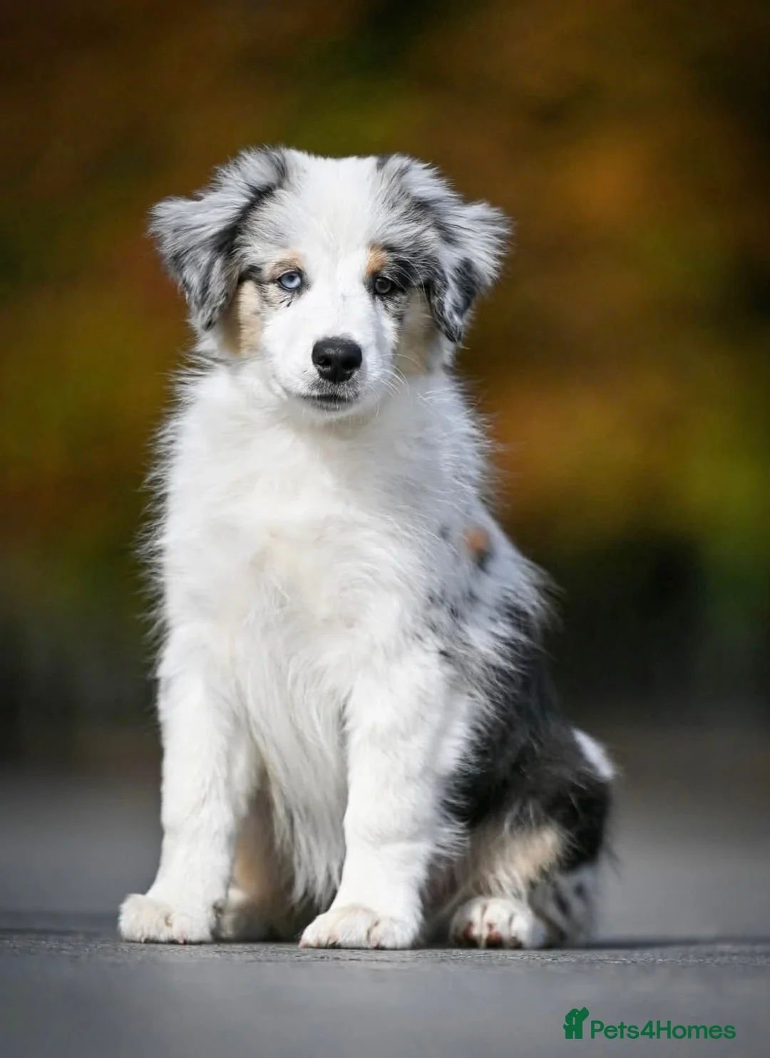 Miniature American Shepherd dogs for sale: Miniature American Shepherd puppies  in Northampton - Advert 2