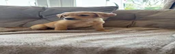 Labrador Retriever dogs for sale:  Labrador puppies  - Advert 7
