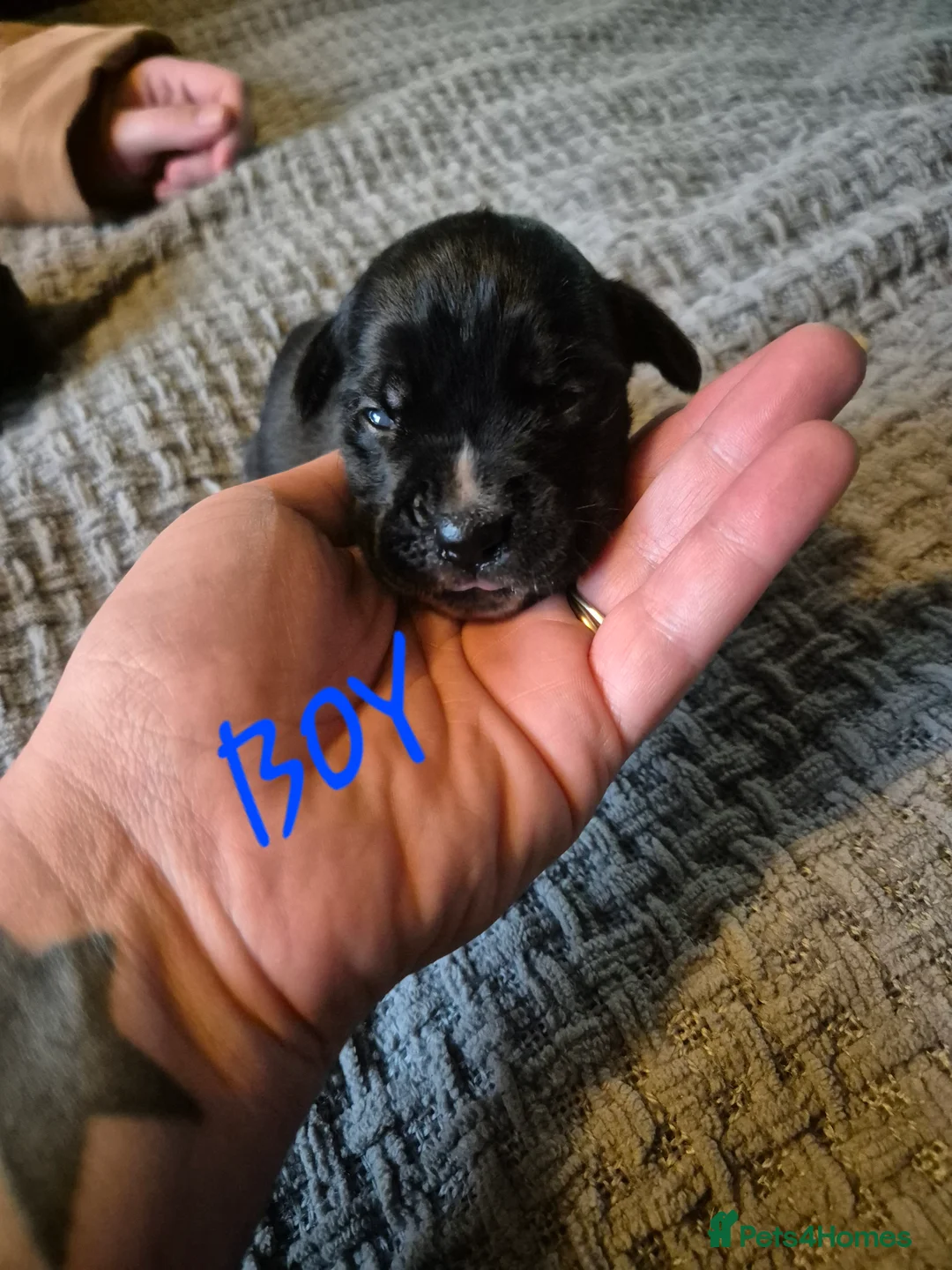 Cane Corso dogs for sale: Cane corso puppies - Advert 3