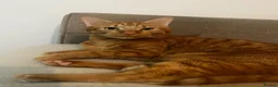 Domestic Shorthair cats for sale: 4 year old Male Cat in Bordon - Advert 3