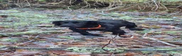 Cocker Spaniel dogs for sale: Stunning Black Cocker Puppies. Ready to leave 🌟 - Advert 4