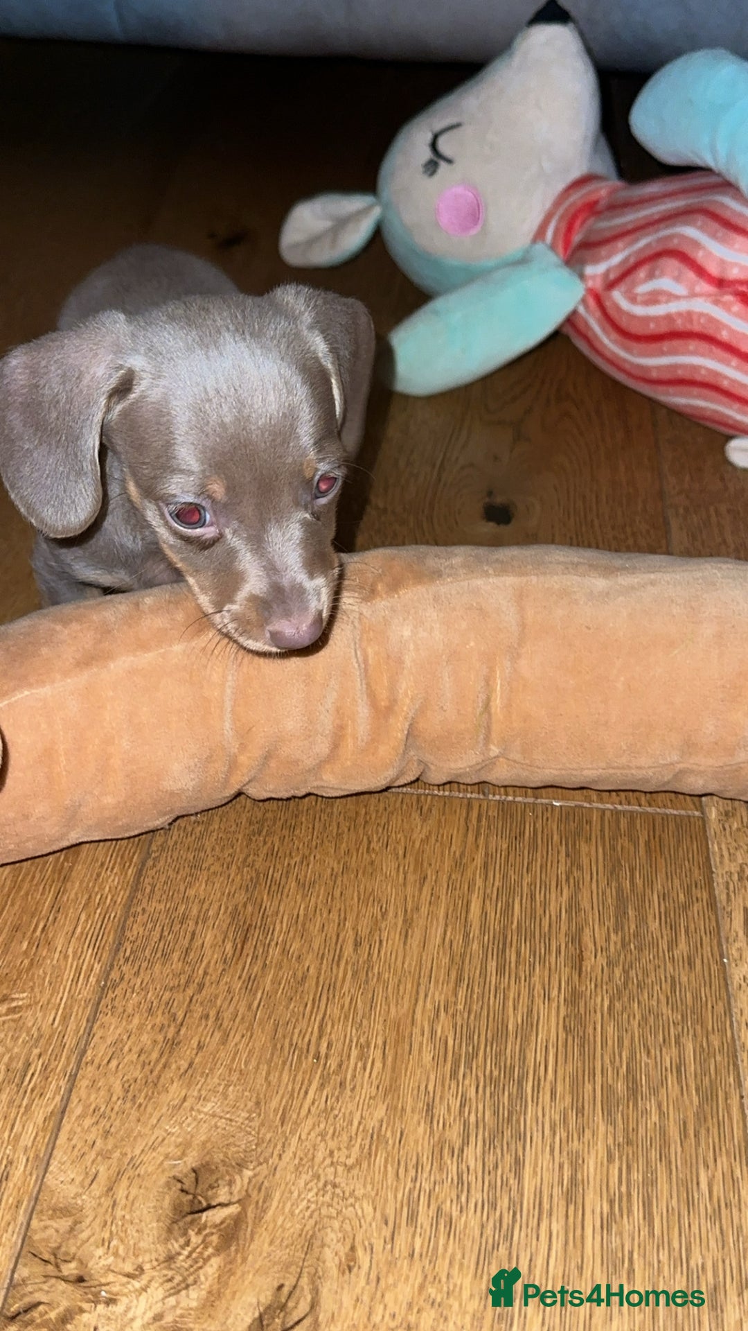 Miniature Dachshund dogs for sale: Miniature Dachshund Puppies - Image 11