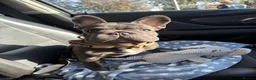 French Bulldog dogs for sale: River (please read description in full) - Advert 5