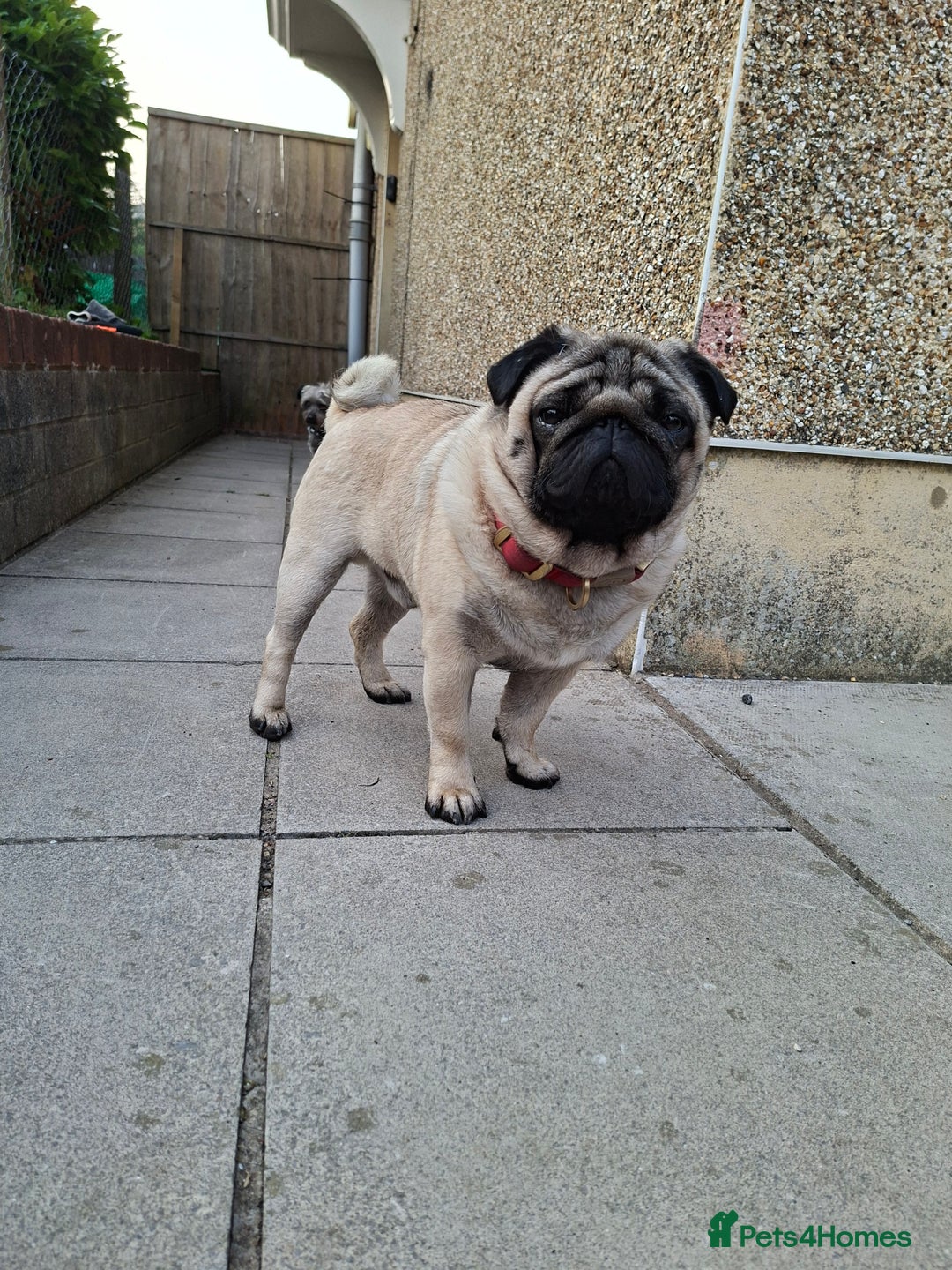 Pug dogs for stud: Ernie the fawn stud  in Ebbw Vale - Advert 12