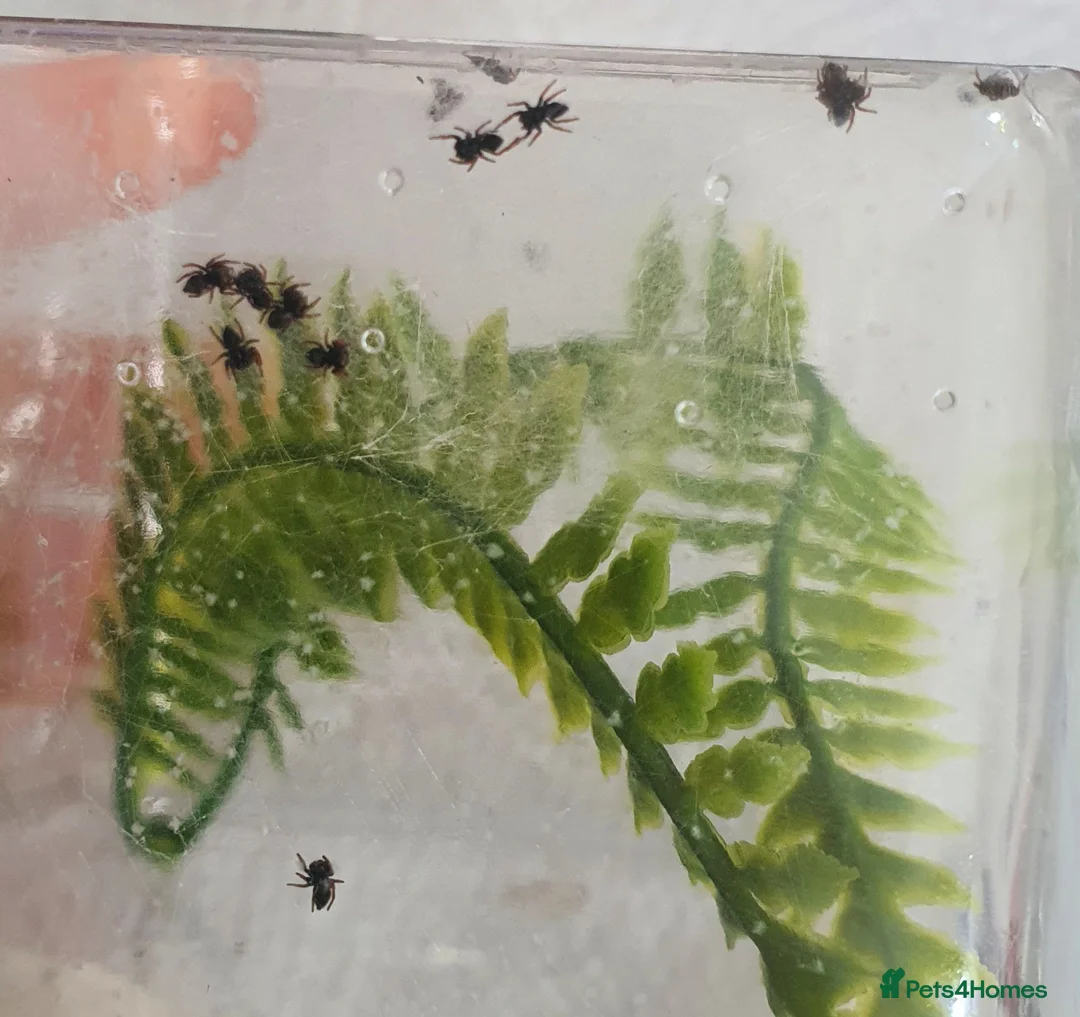 Spiders invertebrates for sale: 10x i2 Florida Jumping Spiders  in Forfar - Advert 1