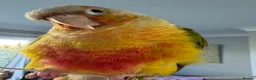 Conures birds for sale: Pineapple conure for sale  - Advert 3