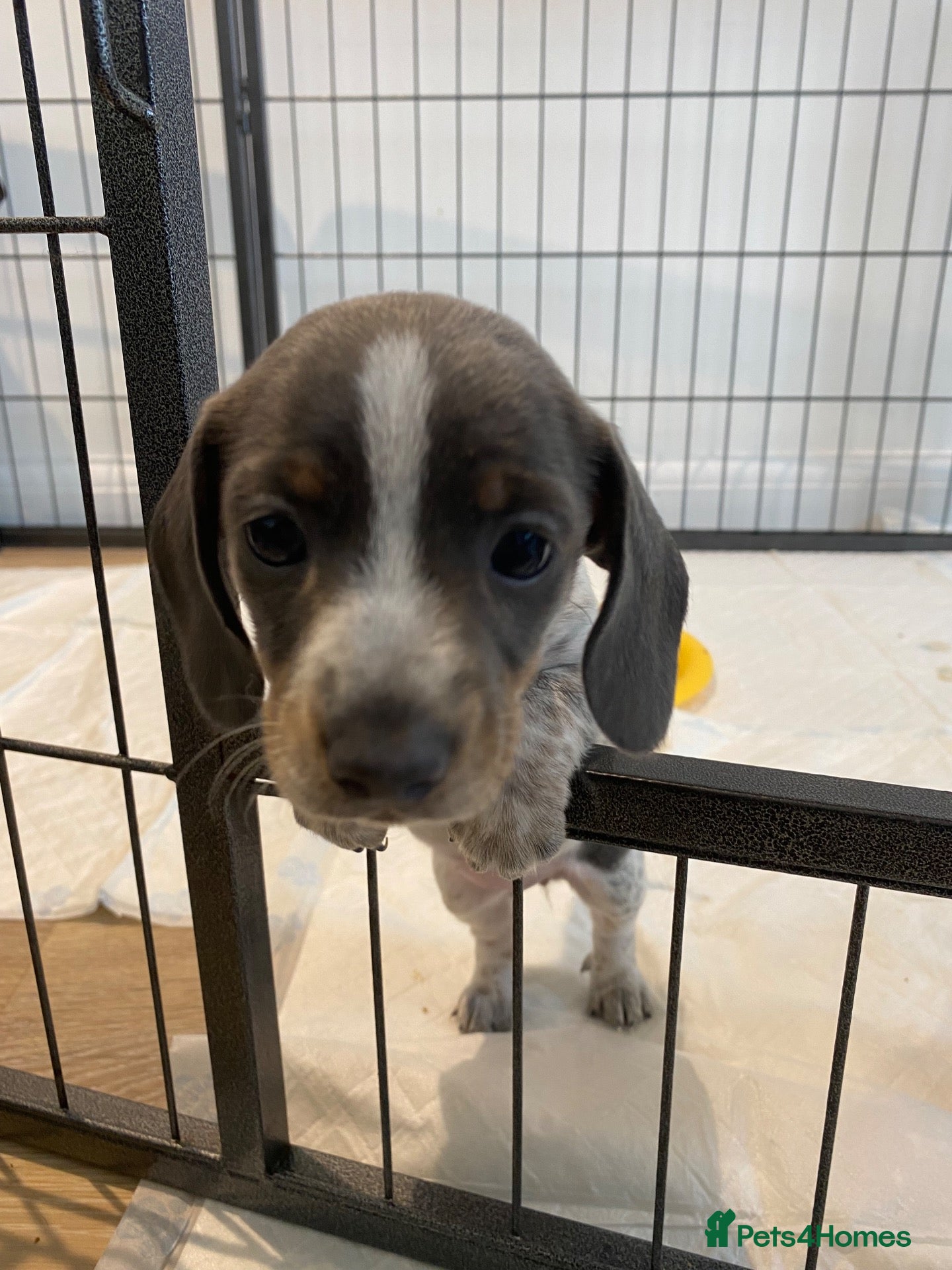 Miniature Dachshund dogs *1 GIRL LEFT* Miniature Dachshund puppies  - Advert 4