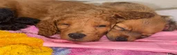 Cockapoo dogs for sale: Beautiful fur ball puppies 🐶  - Advert 5