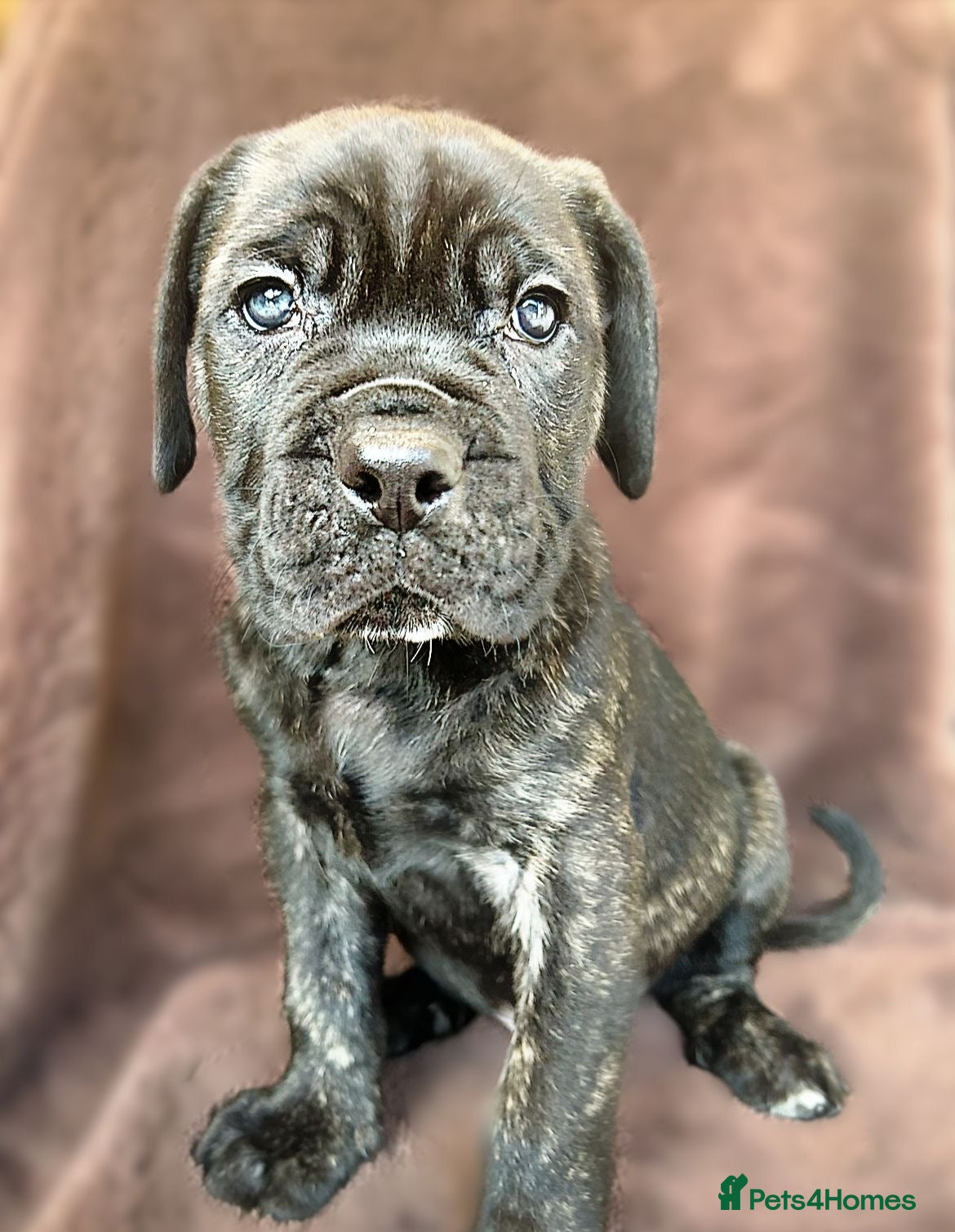 Cane Corso dogs Our last beautiful boy, ready to go on the 9th Dec - Advert 4