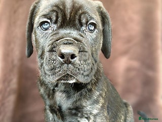 Cane Corso dogs Ready to go on the 9th December - Advert 8