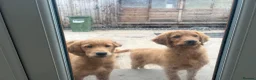 Golden Retriever dogs for sale: Quality KC Registered Golden Retriever Puppies - Advert 19
