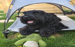Giant Schnauzer dogs for stud: Giant Schnauzer for stud - Image 2