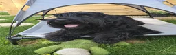 Giant Schnauzer dogs for stud: Giant Schnauzer for stud - Advert 2