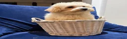 Poochon dogs for sale: READY TO NOW ♥️♥️ - Advert 11
