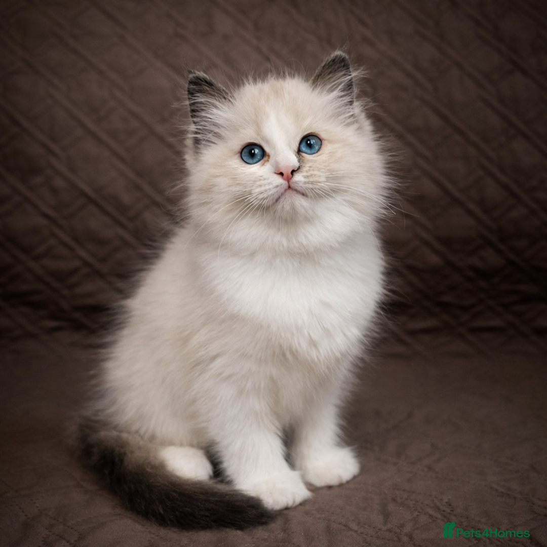 Ragdoll cats for sale: GCCF Registered Ragdoll Kittens Available  - Advert 7