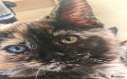 Maine Coon cats for sale: Adorable Maine Coon x Ragdoll Kittens - Image 8