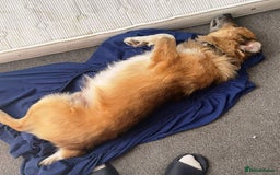 Mixed Breed dogs for adoption: BENNY - a loyal and gentle boy for a Loving Home - Image 38