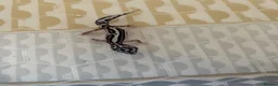 Leopard Gecko reptiles for sale: Baby leopard geckos  - Advert 13