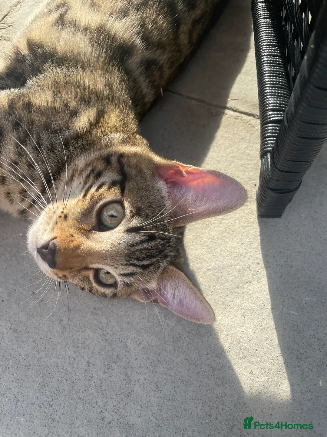 Bengal cats for sale: Stunning Bengal cat  in Birmingham - Advert 4