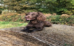 Cocker Spaniel dogs for sale: K.C. Well bred chocolate working cocker spaniels - Image 17