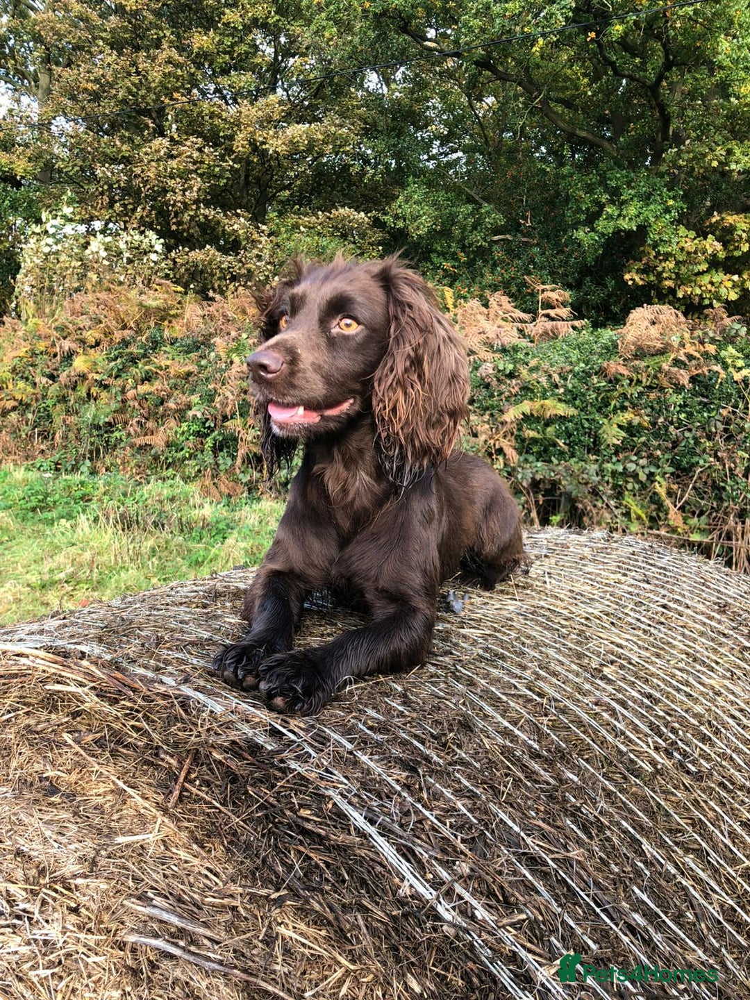 Cocker Spaniel dogs for sale: K.C. Well bred chocolate working cocker spaniels - Image 17