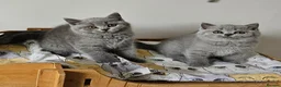 British Shorthair cats for sale: Beautiful British shorthair blue kittens NEUTERED - Advert 3