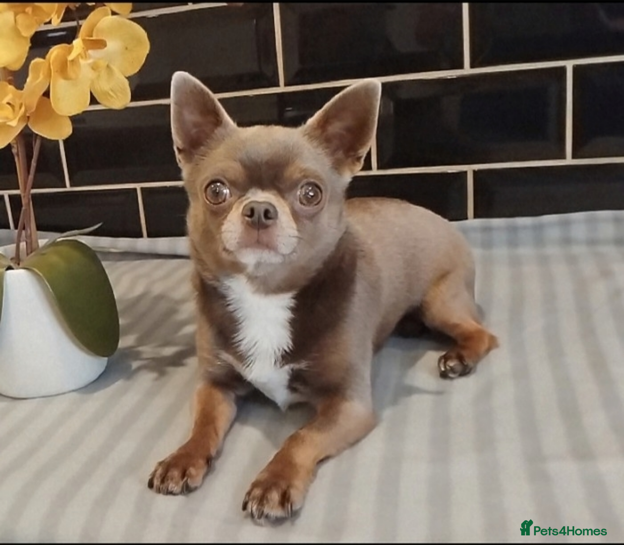 Chihuahua dogs KC reg-Health tested-PROVEN  - Advert 13
