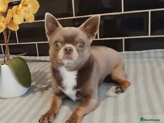 Chihuahua dogs KC reg-Health tested-PROVEN - Advert 13