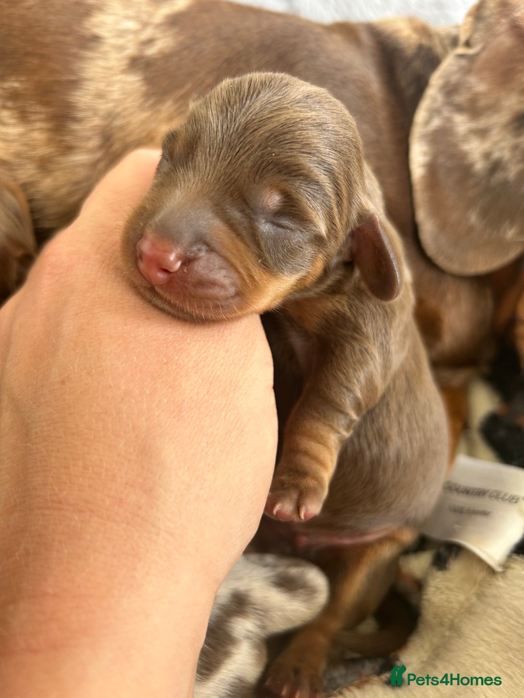 Dachshund dogs for sale: BEAUTIFUL Miniature Dachshund's  - Image 8
